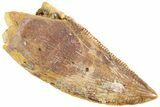 Serrated, Raptor Tooth - Real Dinosaur Tooth #233045-1